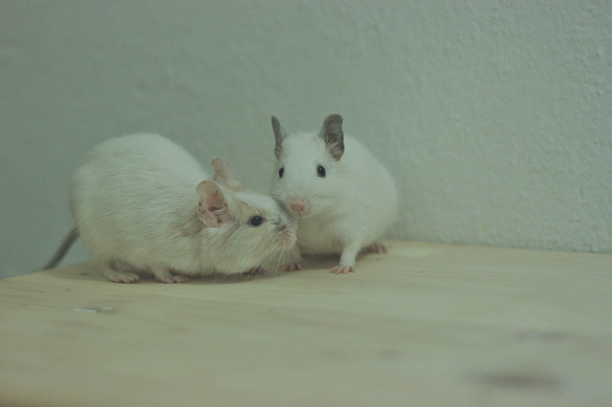 JR Degu